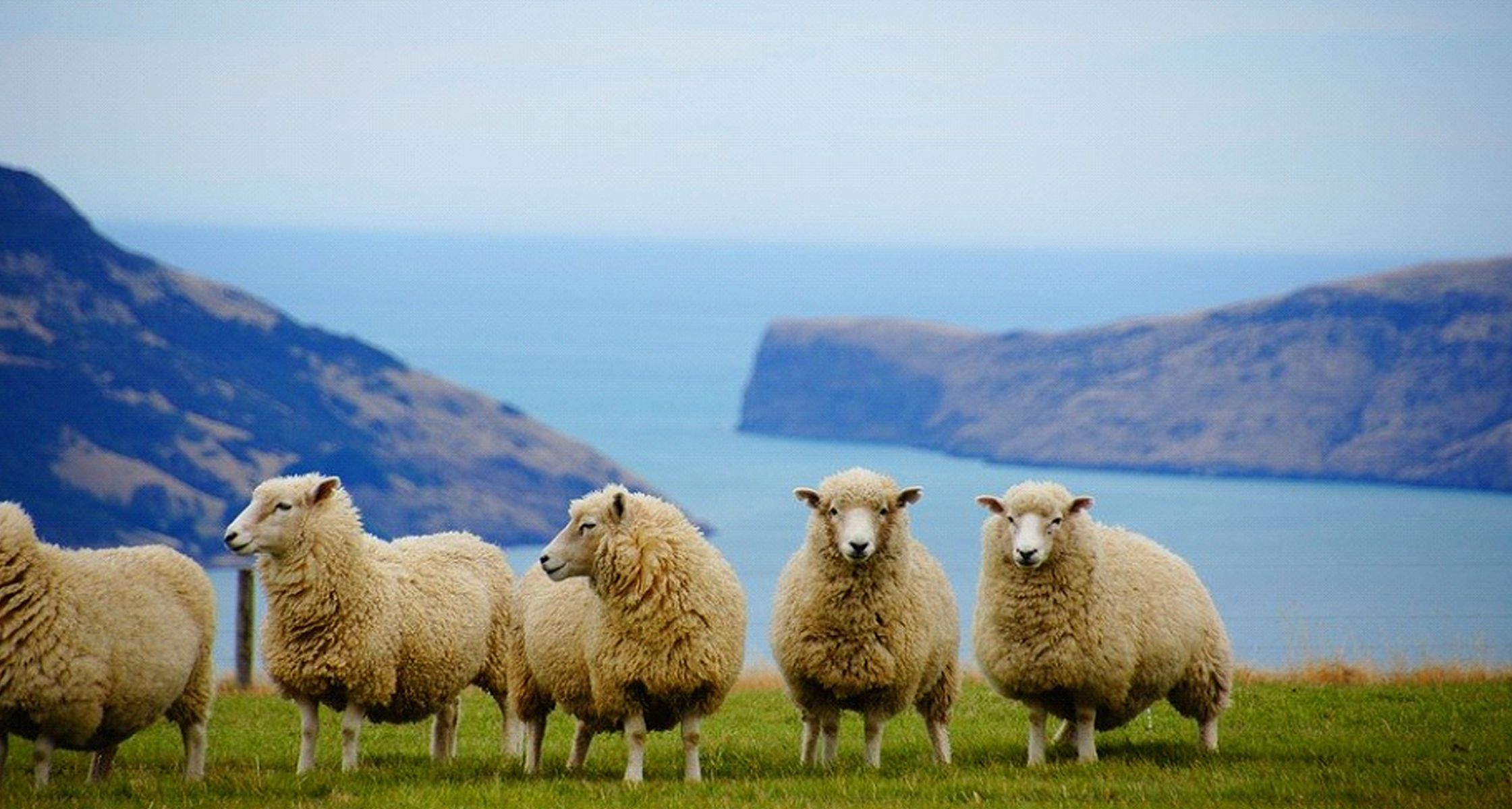 Moutons en Nouvelle Zélande