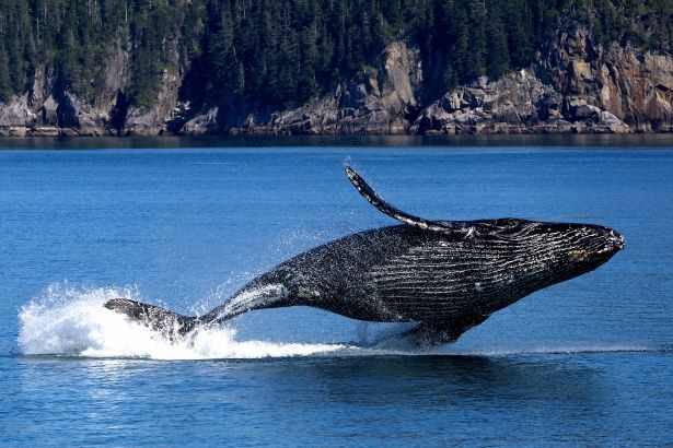 Baleine Canada